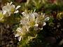 Saxifraga x apiculata Alba1